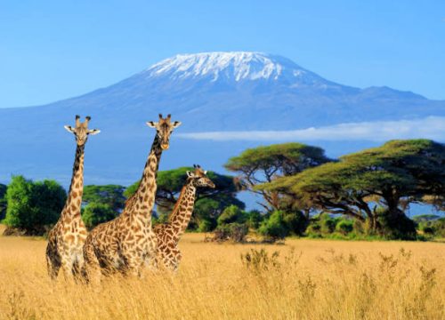 Tour to Kenya