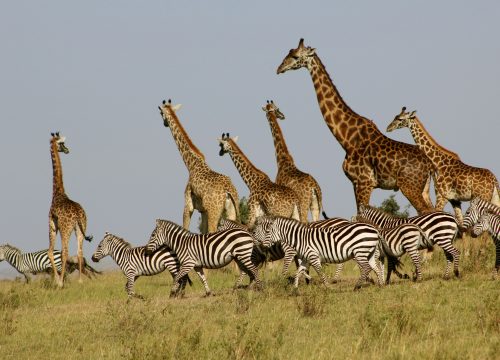 Kenya - Safari Adventure Tour.