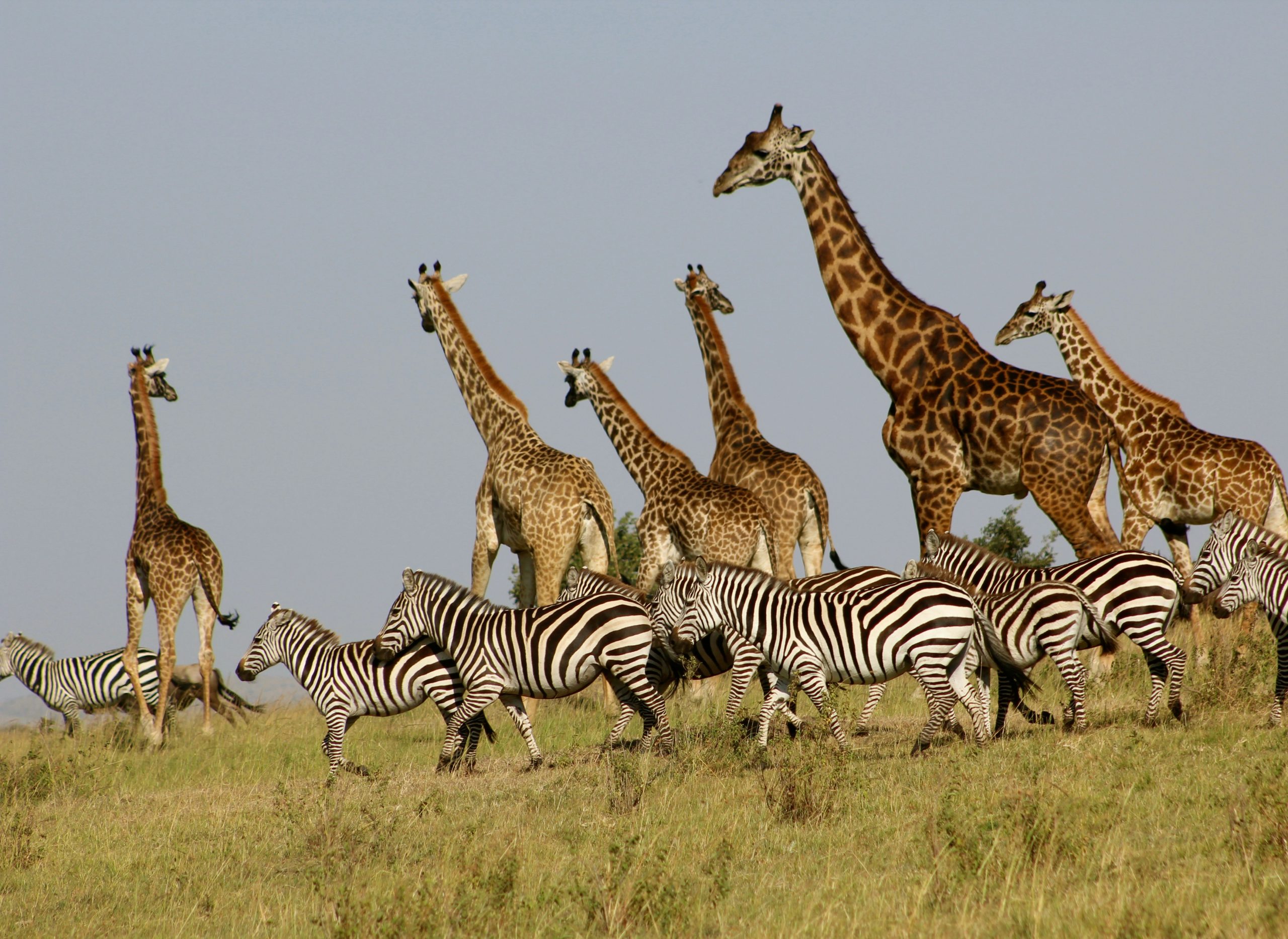 Kenya - Safari Adventure Tour.